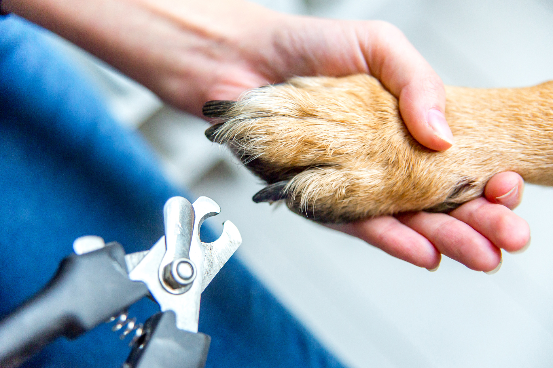 Nagels knippen bij een hond door een professionele trimmer
