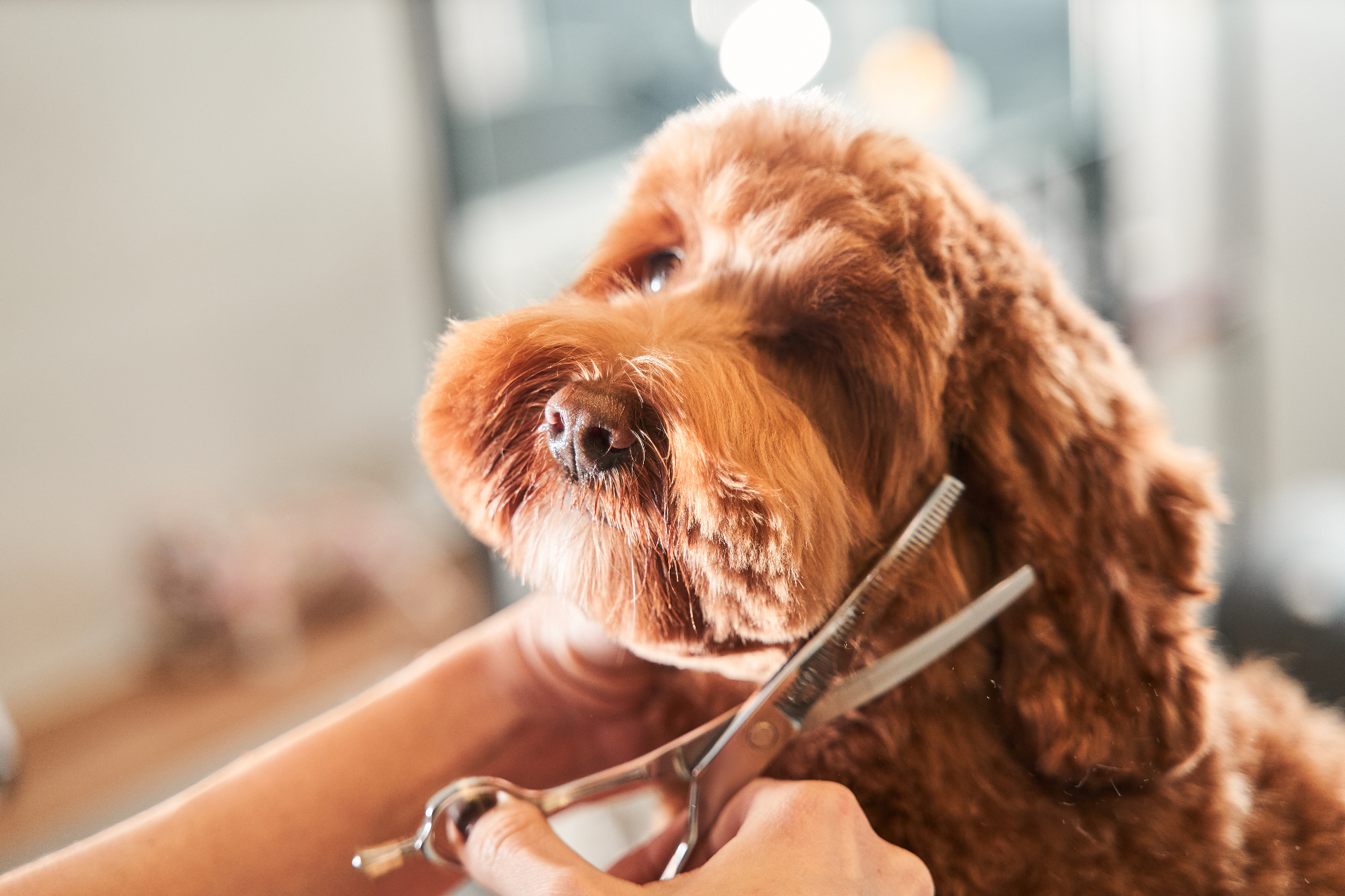 Labradoodle wordt professioneel getrimd bij een trimsalon