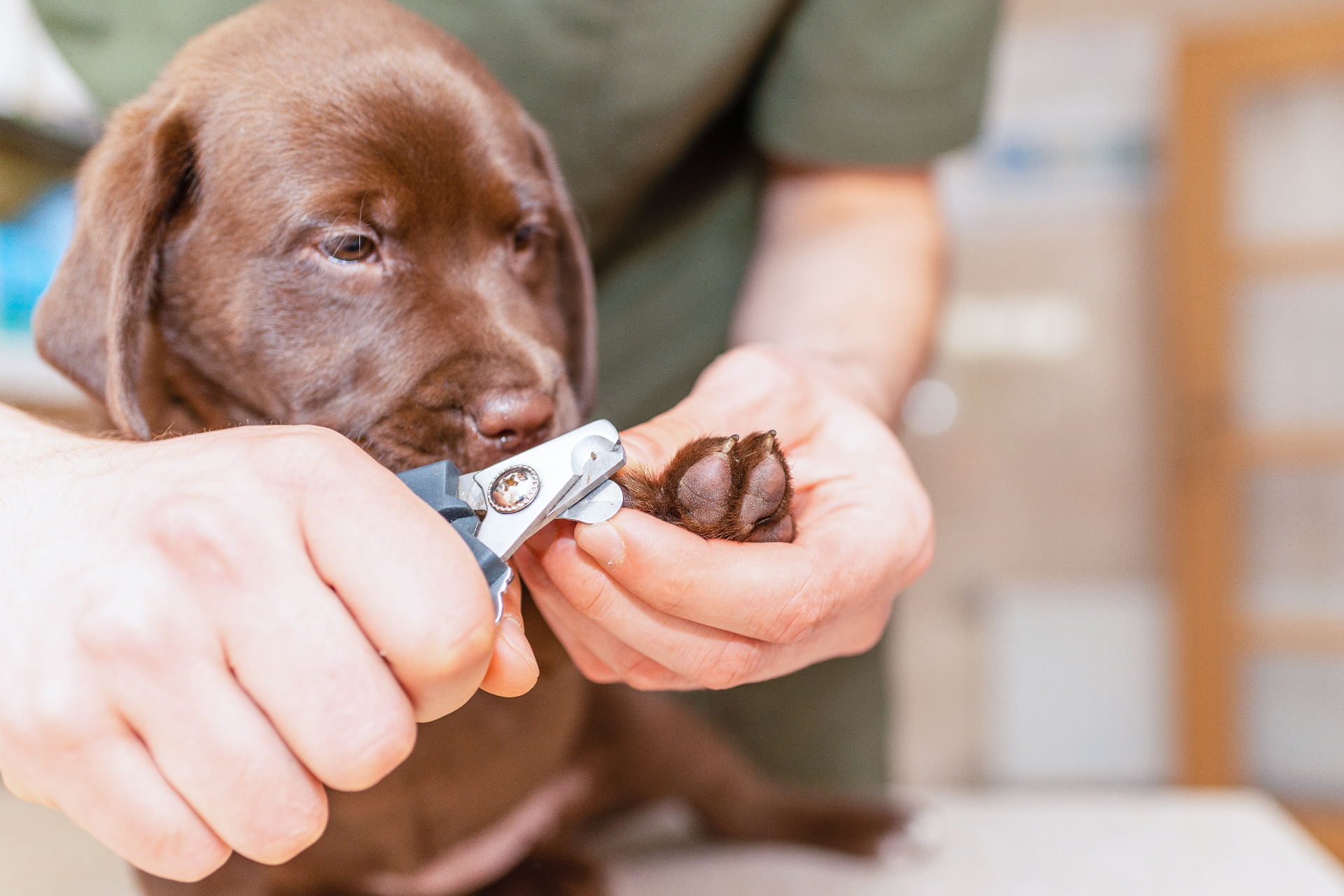 Labrador puppy wordt voor het eerst getrimd bij een trimsalon
